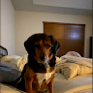 Meet your Posher, Boomer